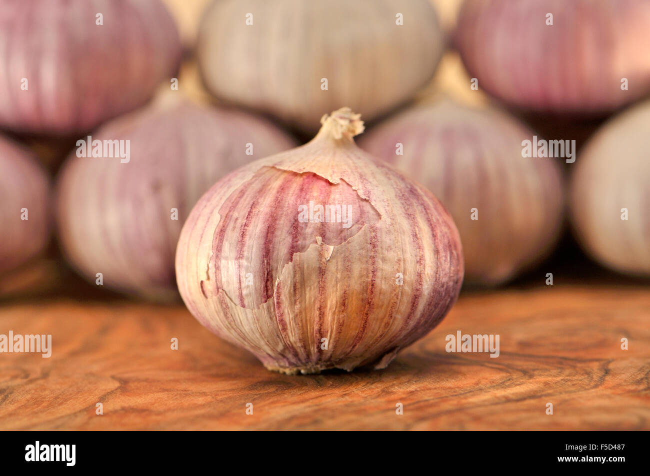 Lampadina singola aglio / Solo l'aglio (allium sativum) la lampadina non è suddiviso in spicchi ma una singola entità solido Foto Stock