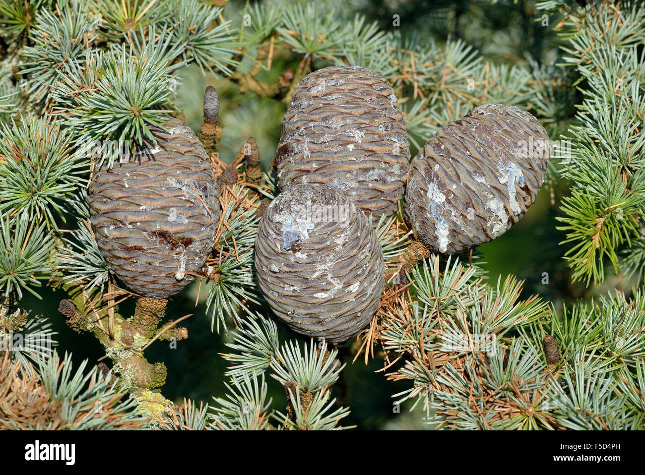 Atlas Blue coni di cedro - Cedrus atlantica var. glauca Foto Stock