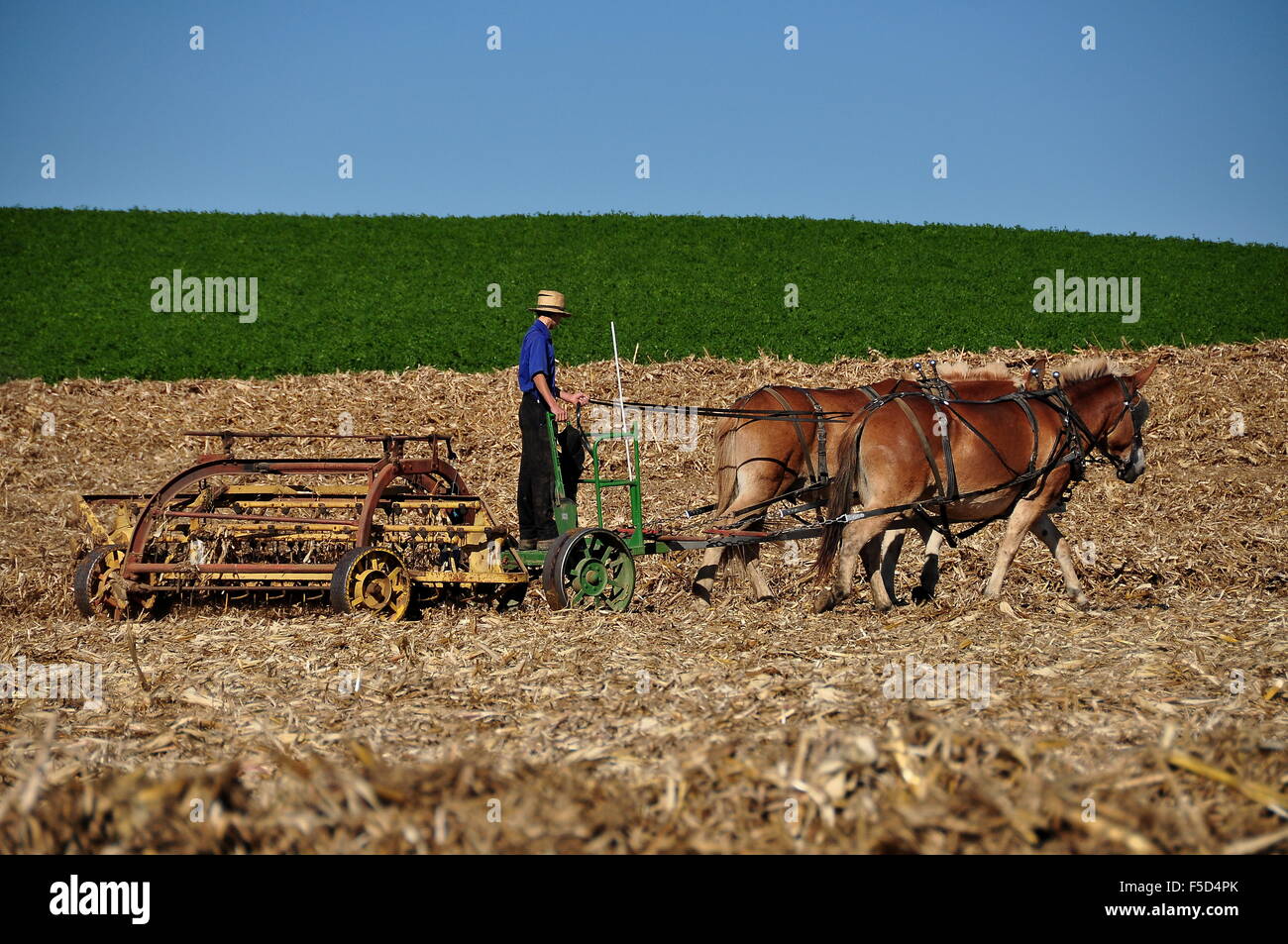 Lancaster County, Pennsylvania: Amish farmer a cavallo di un timone di campo tirato da due asini Foto Stock