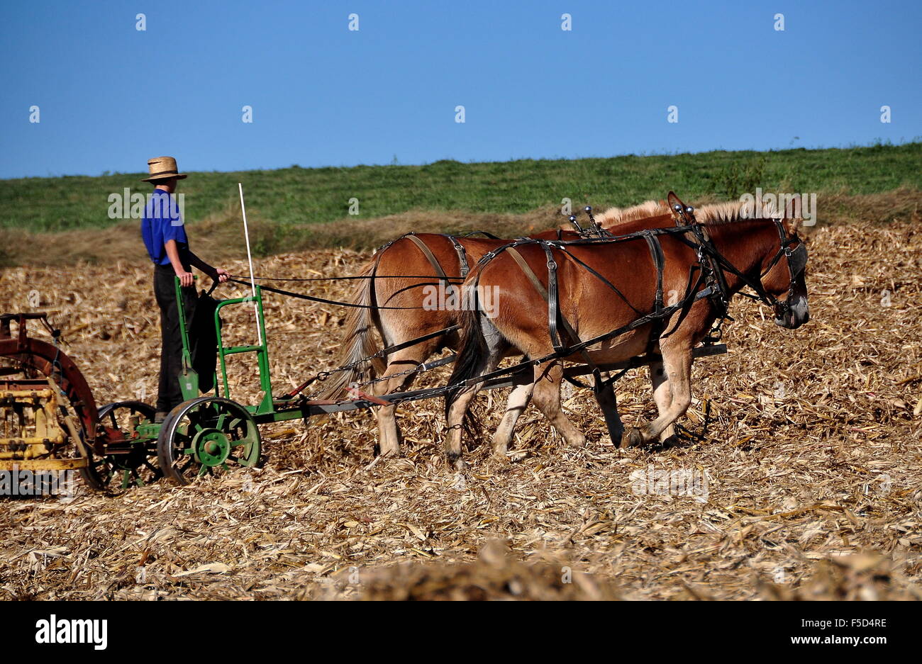 Lancaster County, Pennsylvania Amish farmer a cavallo di un timone di campo tirato da due asini Foto Stock