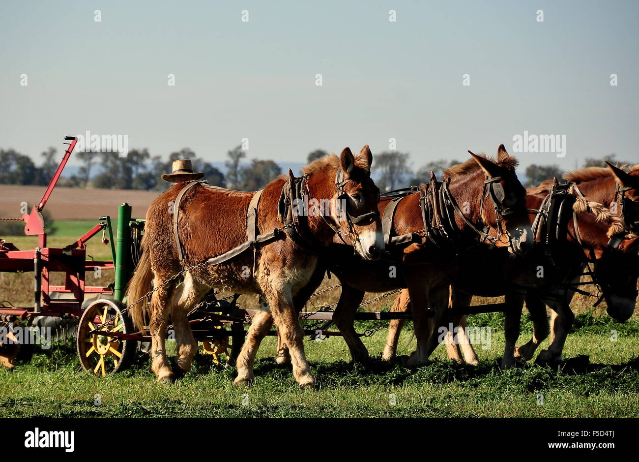 Lancaster County, Pennsylvania: Amish farmer con timone tirato da quattro asini lavora su un campo della sua azienda agricola Foto Stock