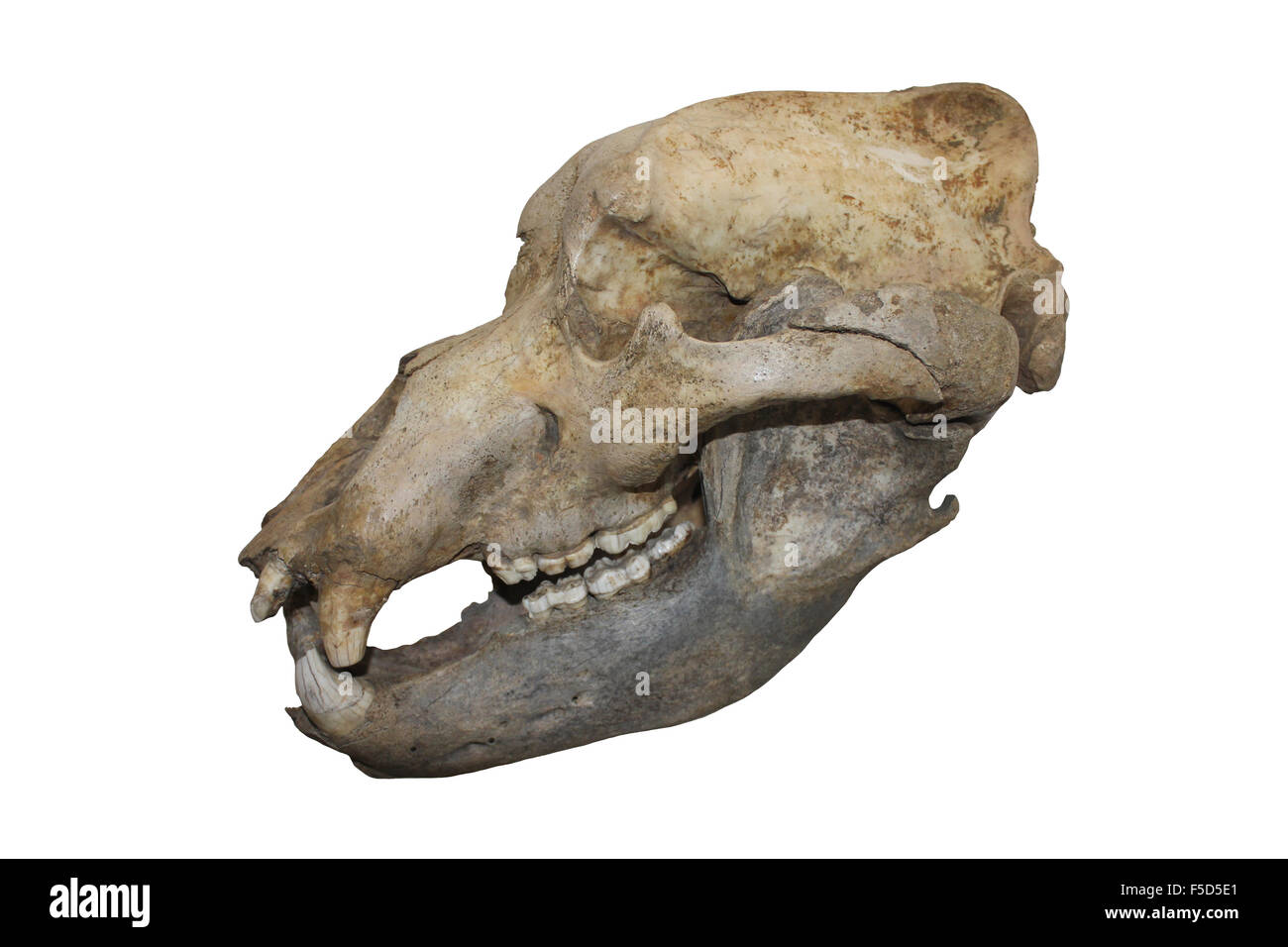 Orso delle Caverne cranio cut-out Foto Stock