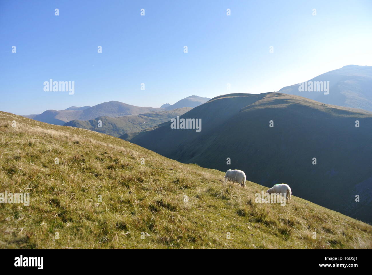 Pecore in Snowdonia, Galles Foto Stock