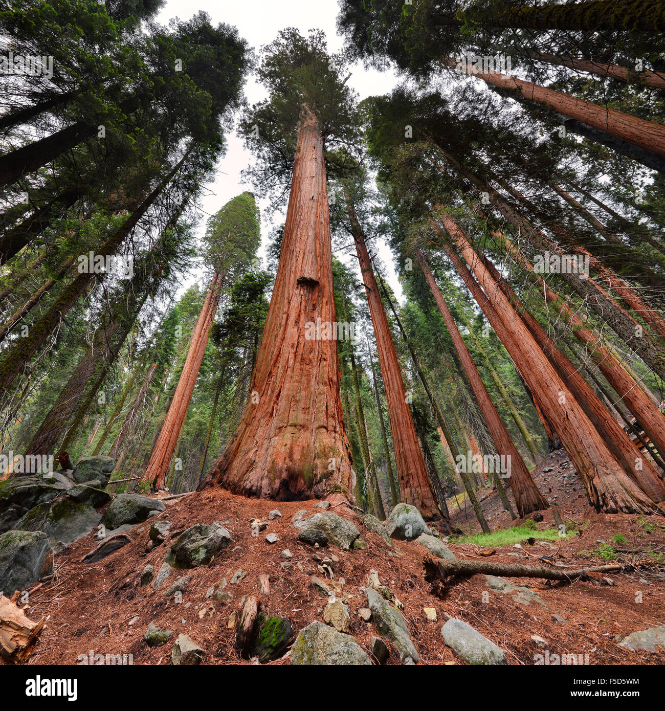 Sequoia gigante alberi di Sequoia National Park, California Foto Stock