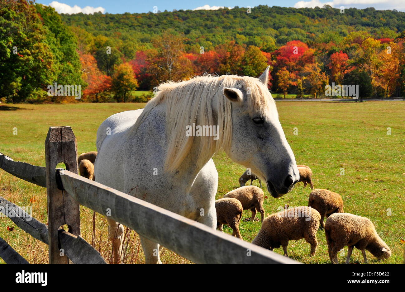 Hopewell Forno, Pennsylvania : un cavallo bianco in un pascolo di pecore al pascolo e colorato fogliame di autunno * Foto Stock