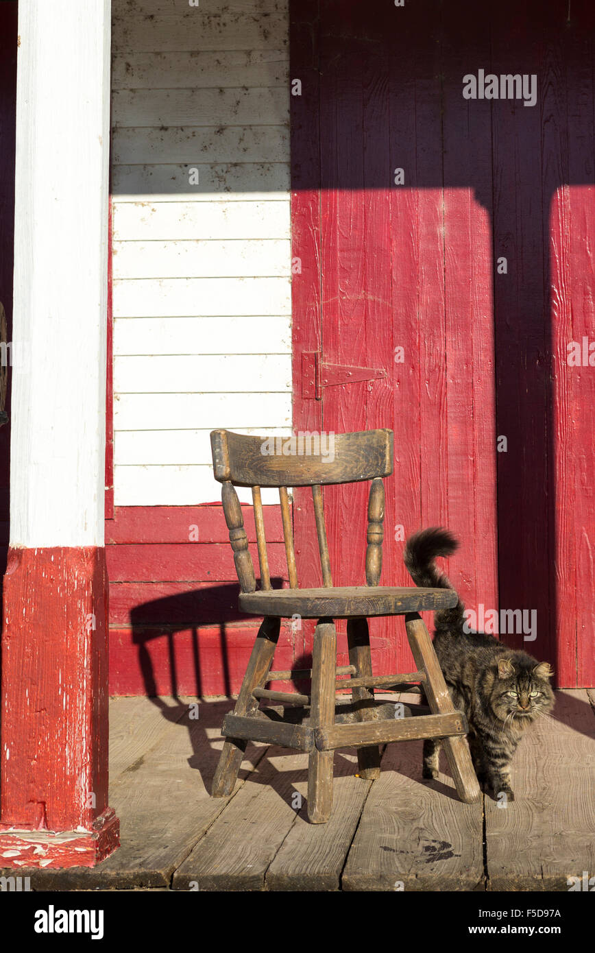 Gatto randagio, felis catus, vecchia sedia in legno, anteriore stoop di conserve Huval il fruttivendolo, Breaux Bridge, Louisiana USA Foto Stock
