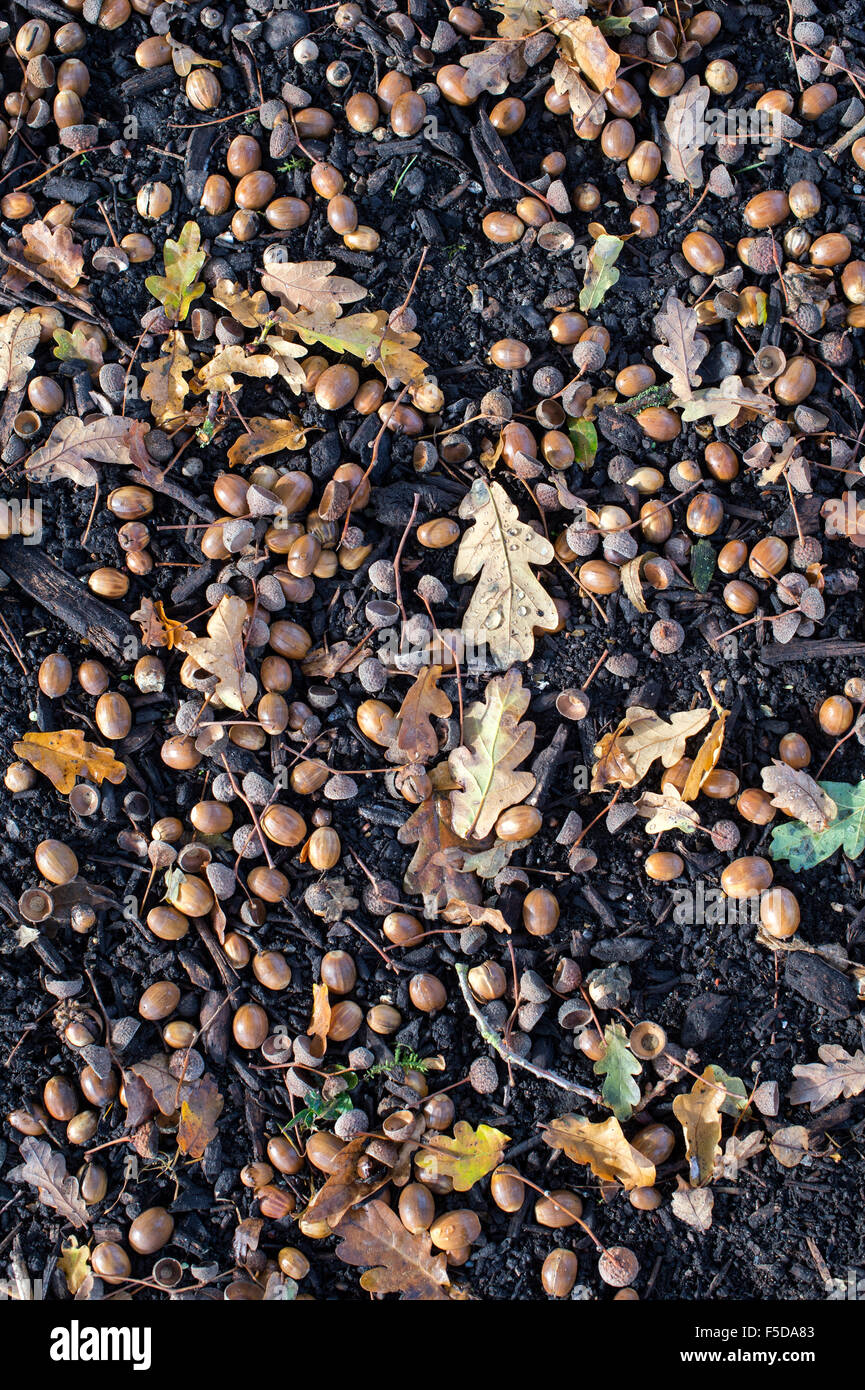 Quercus robur . Caduto in inglese di Ghiande di quercia sul terreno in autunno Foto Stock