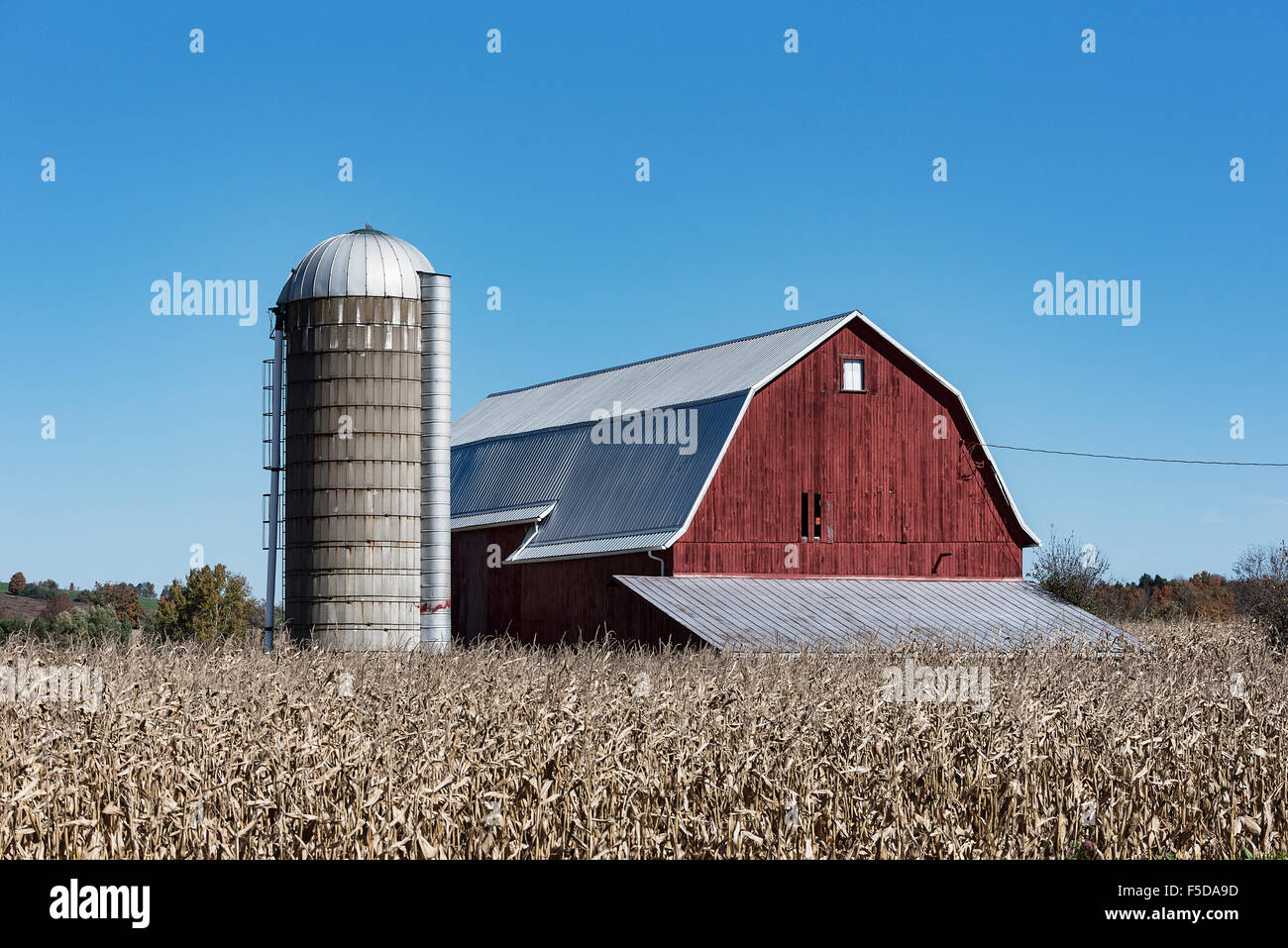 Rustico rosso fienile e un campo di mais, West Winfield, New York, Stati Uniti d'America Foto Stock