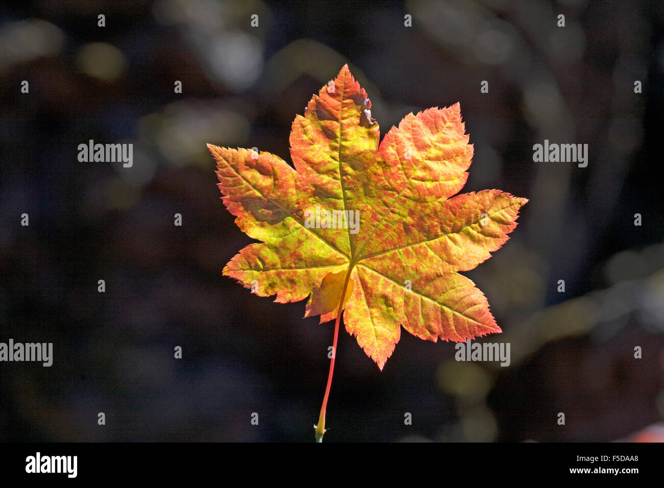 Vite Foglia di acero in autunno in Oregon Cascades Foto Stock