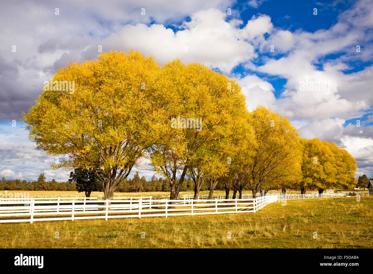 Una rampa di colore bianco farm recinzione e salici girando l'oro in autunno cambia colore in curva, Oregon Foto Stock