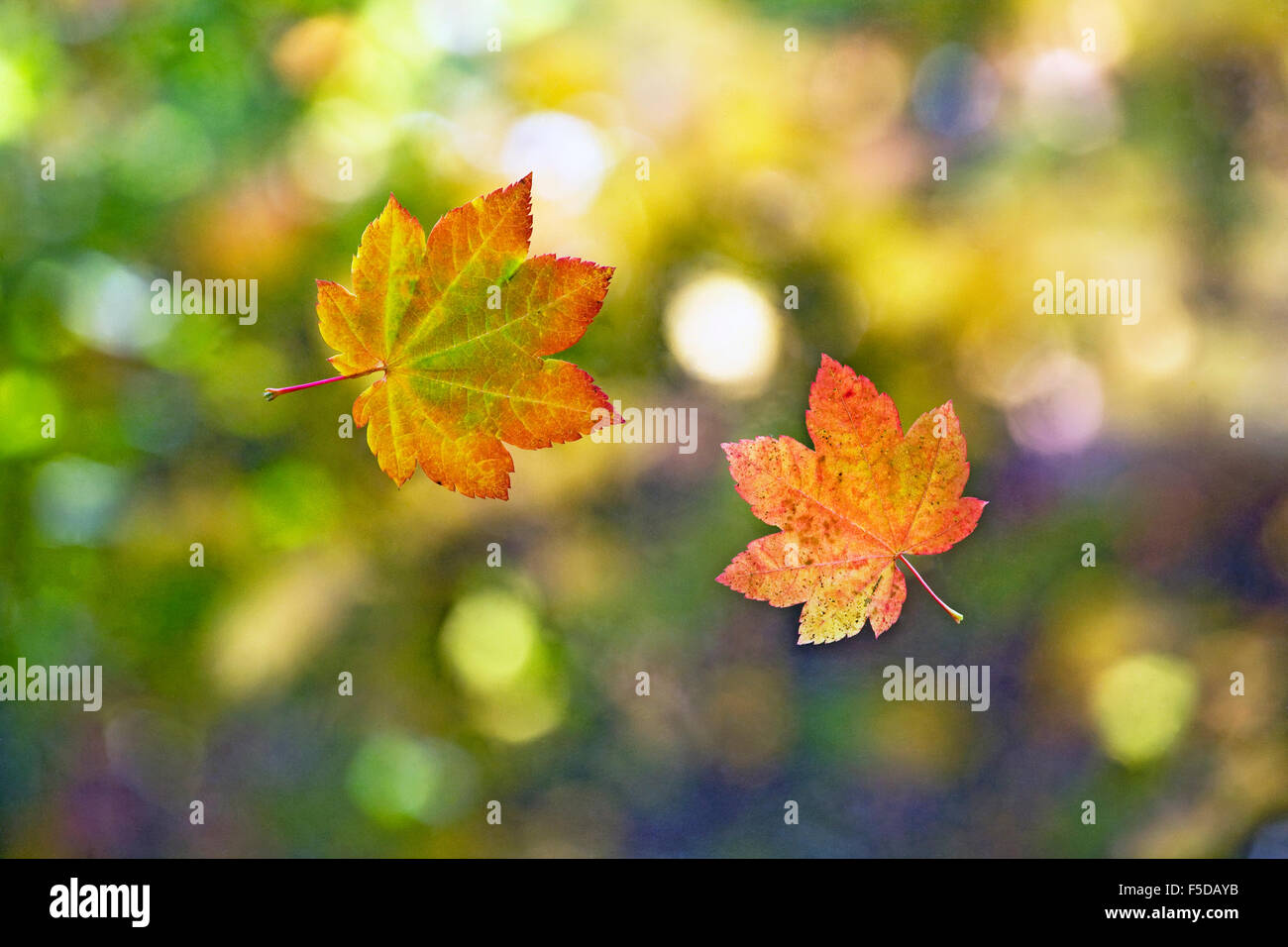 Le foglie che cadono da un albero di acero in autunno Foto stock - Alamy