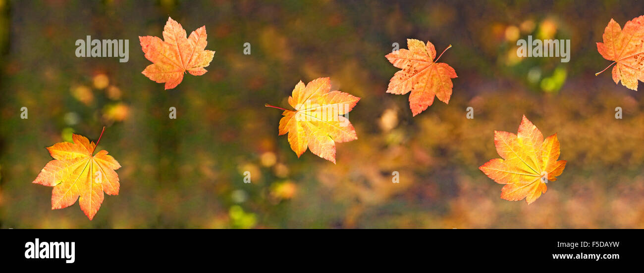 Foglie di acero in caduta da un albero di acero in autunno cambiamento di colore nel mese di ottobre Foto Stock
