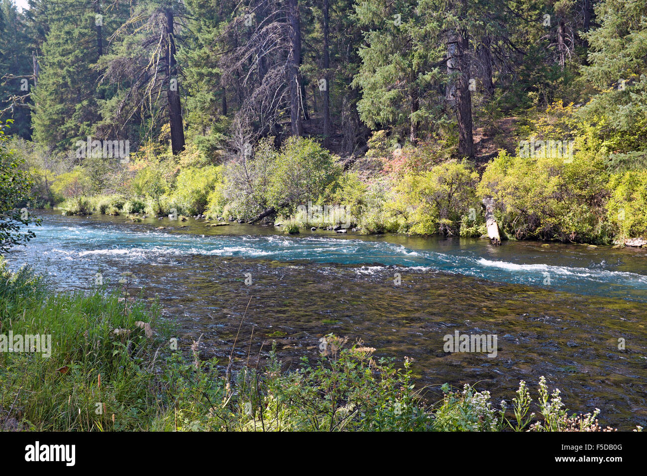 Il fiume Metolius nella cascata montagne di oregon centrale vicino alla cittadina di sorelle, Oregon Foto Stock