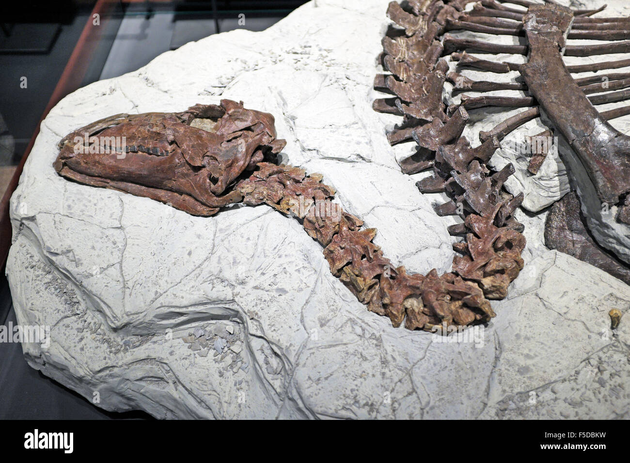 La completa resti fossili di un lungo collo dinosauro in mostra presso il Museo delle Rockies a Bozeman, Montana. Foto Stock