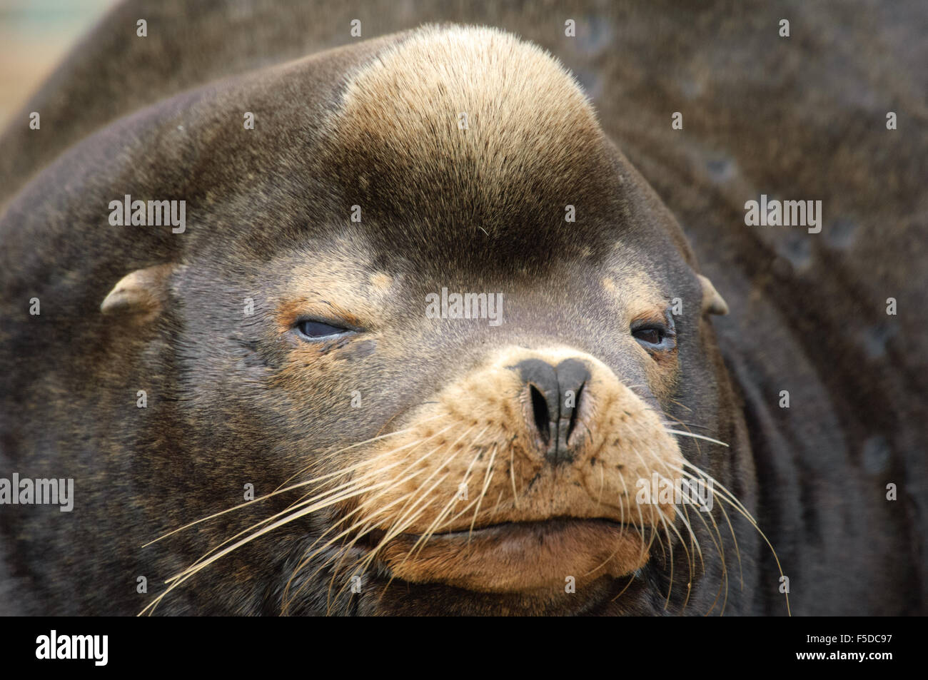 Il leone marino della California (Zalophus californianus) close-up di testa di animale a pelo, Fanny Bay , British Columbia, Canada Foto Stock