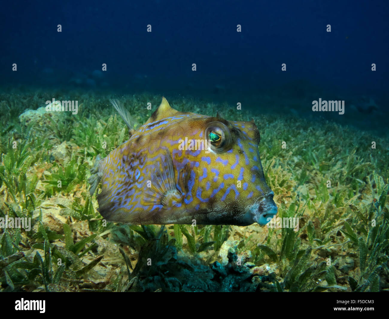 Canthigaster (toby) coral pesci catturati in eilat, Mar Rosso Foto Stock