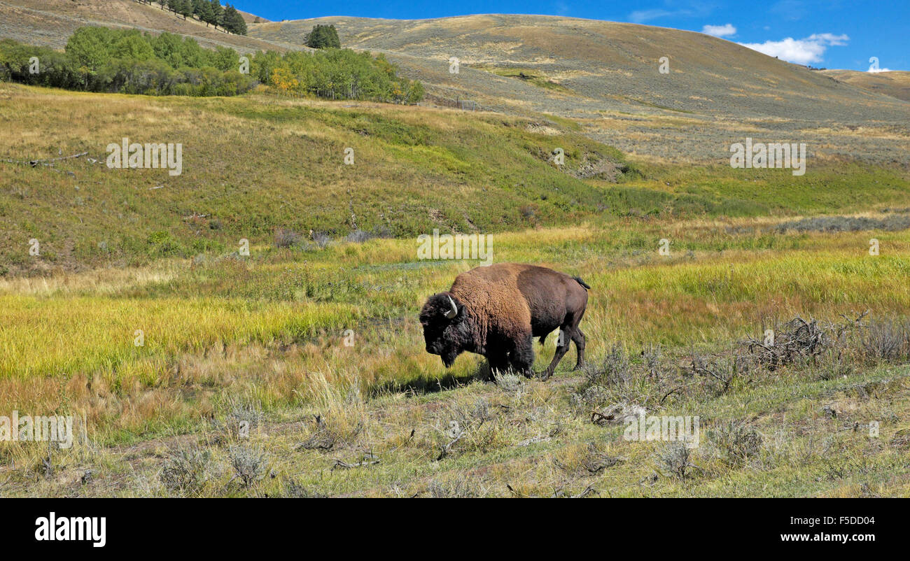 Un solitario il bisonte Americano bull, o di bufala, in un prato nel Parco Nazionale di Yellowstone, Wyoming Foto Stock