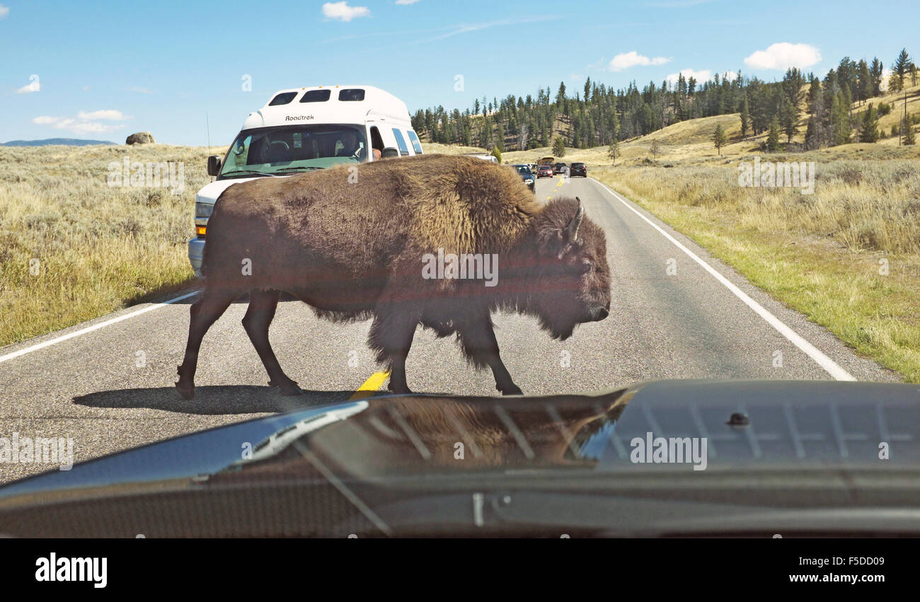 Una femmina grande bisonte americano nel Parco Nazionale di Yellowstone attraversando la strada nella parte anteriore del traffico. Foto Stock