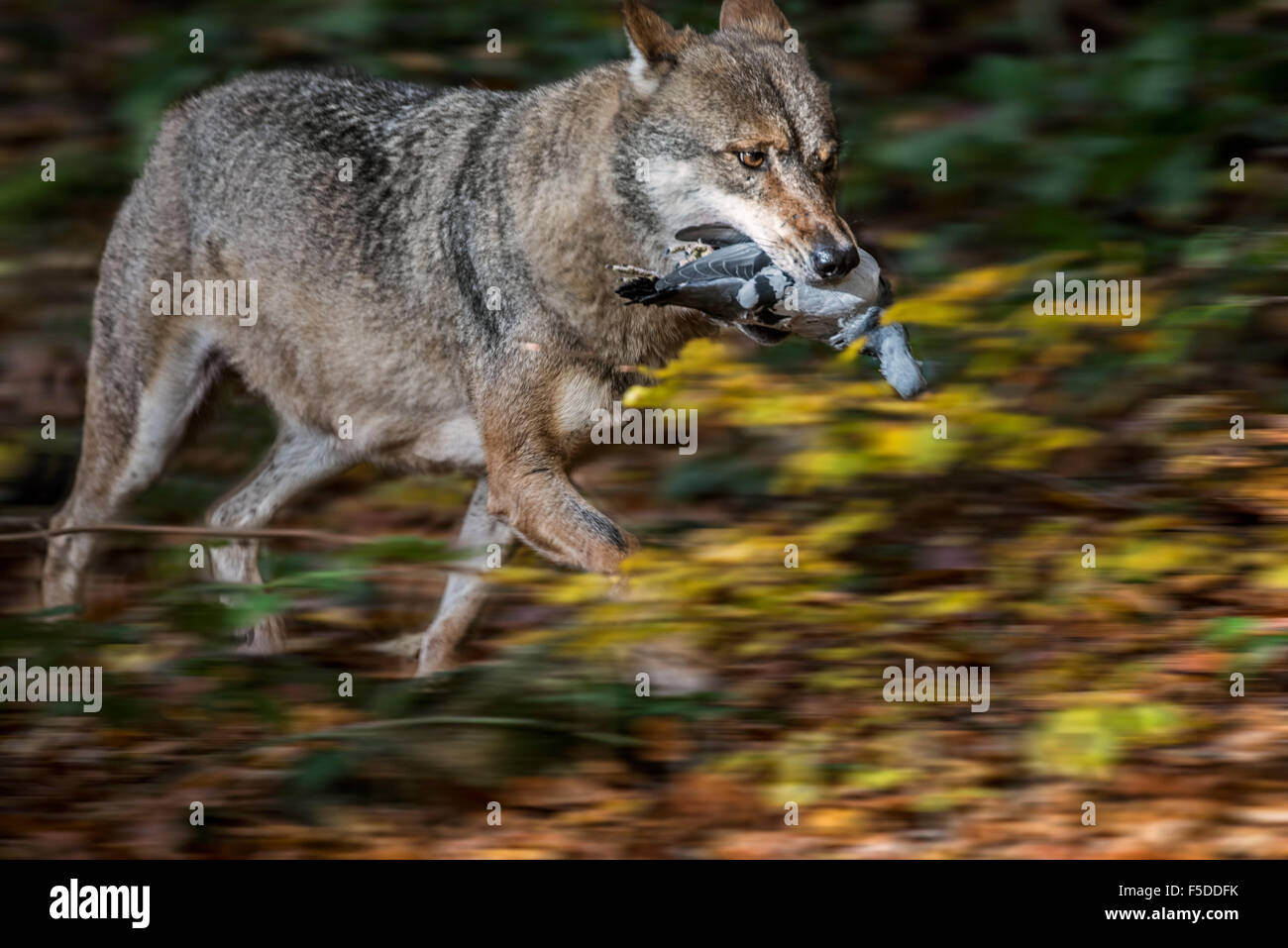 Unione lupo (Canis lupus) acceso al piccione preda in bocca nel bosco di latifoglie Foto Stock