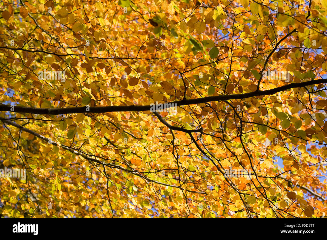 Fagus sylvatica in autunno. Comune di faggio foglie. Foto Stock