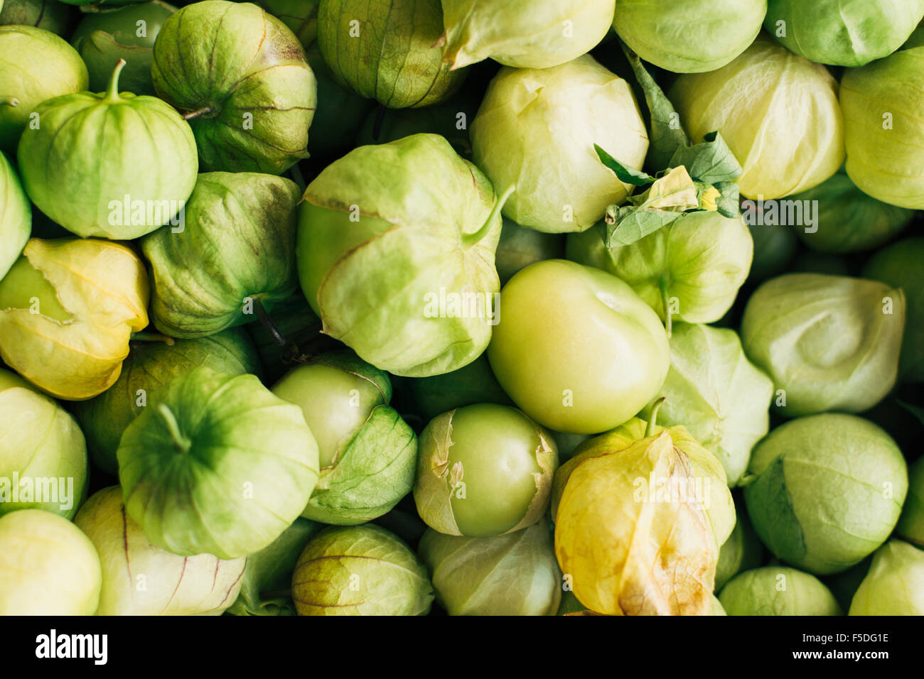 Tutto fresco tomatillos noto anche come lolla messicano pomodori Foto Stock