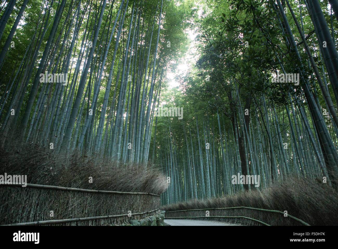 Percorso attraverso il boschetto di bambù in kyoto Foto Stock