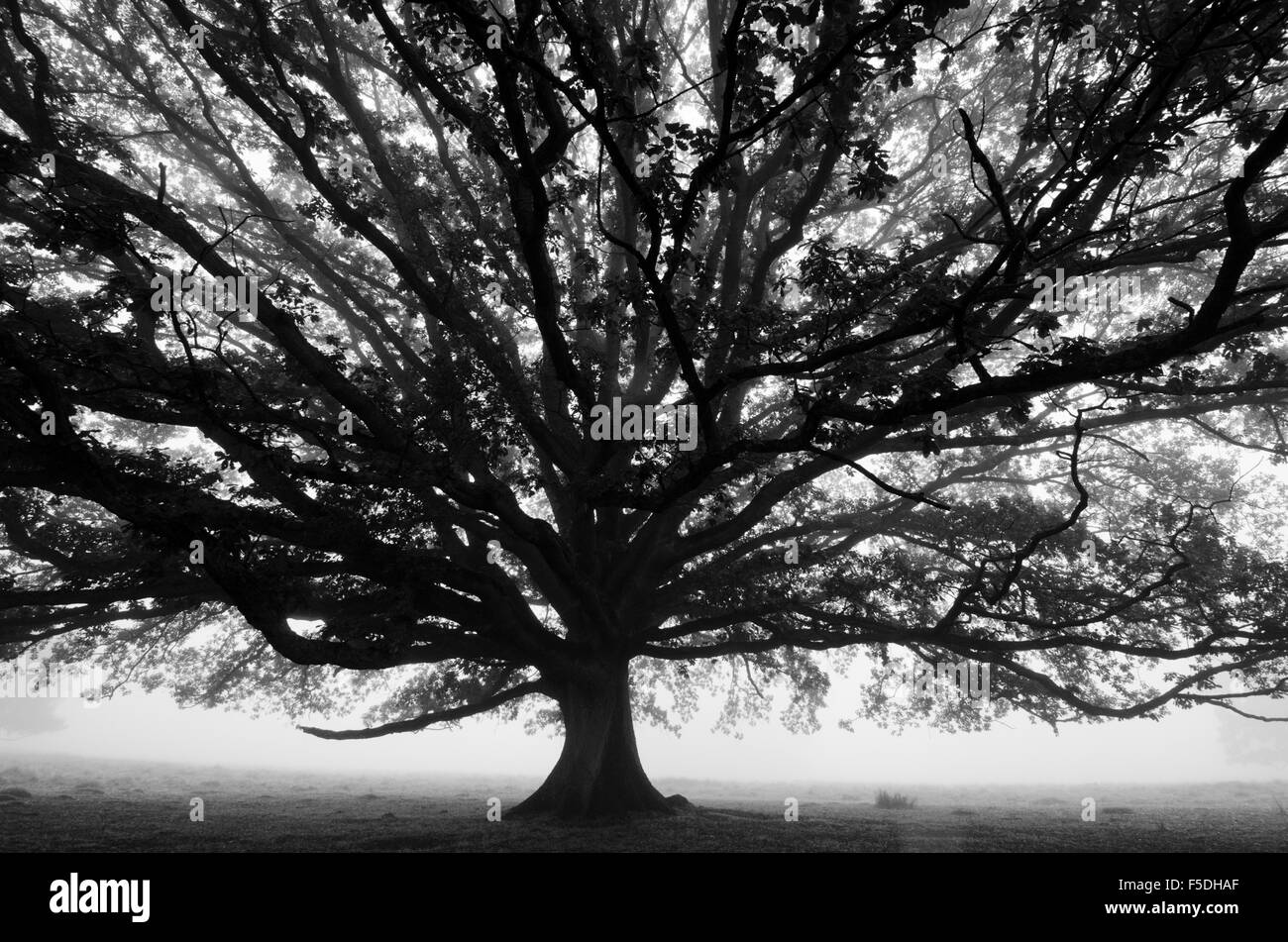 Rovere inglese [Quercus robur] Inghilterra novembre nebbia attraverso una lente grandangolare. Foto Stock