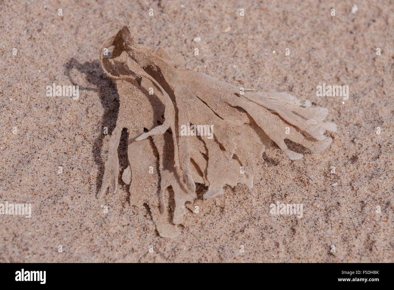 Asciugare hornwrack alghe sullo stesso colore sabbia Foto Stock