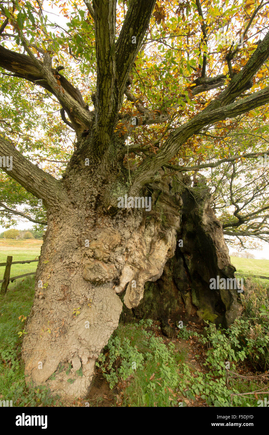 La Queen Elizabeth 1 Oak. Cowdray Park, Midhurst, Sussex, Regno Unito. Uno dei cinquanta grandi alberi britannico. Rovere [Quercus petraea]. Foto Stock