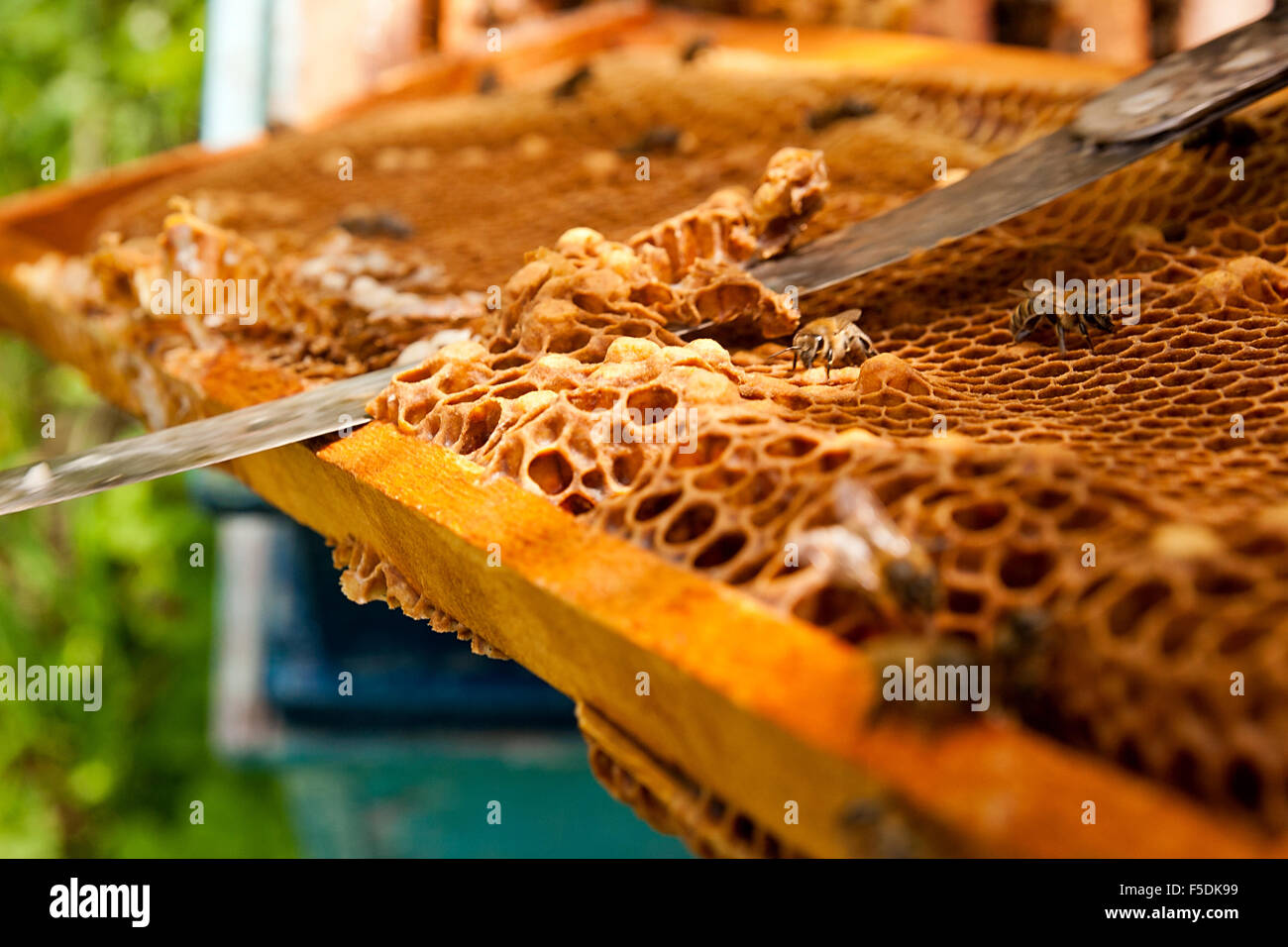 Apicoltore verifica di un alveare per garantire la salute della colonia di api o la raccolta del miele. Le api da vicino che mostra alcuni animali e levigare Foto Stock