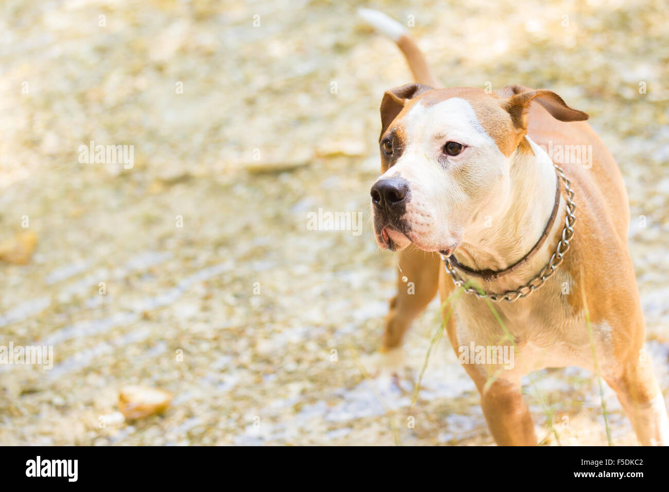 American Staffordshire terrier cane giocando in acqua. Foto Stock