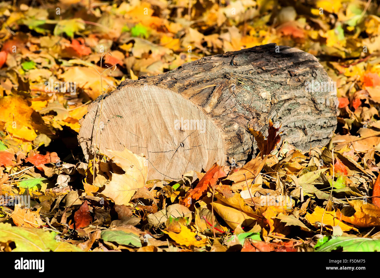 Tronchi di quercia su colorato caduto foglie di autunno Foto Stock