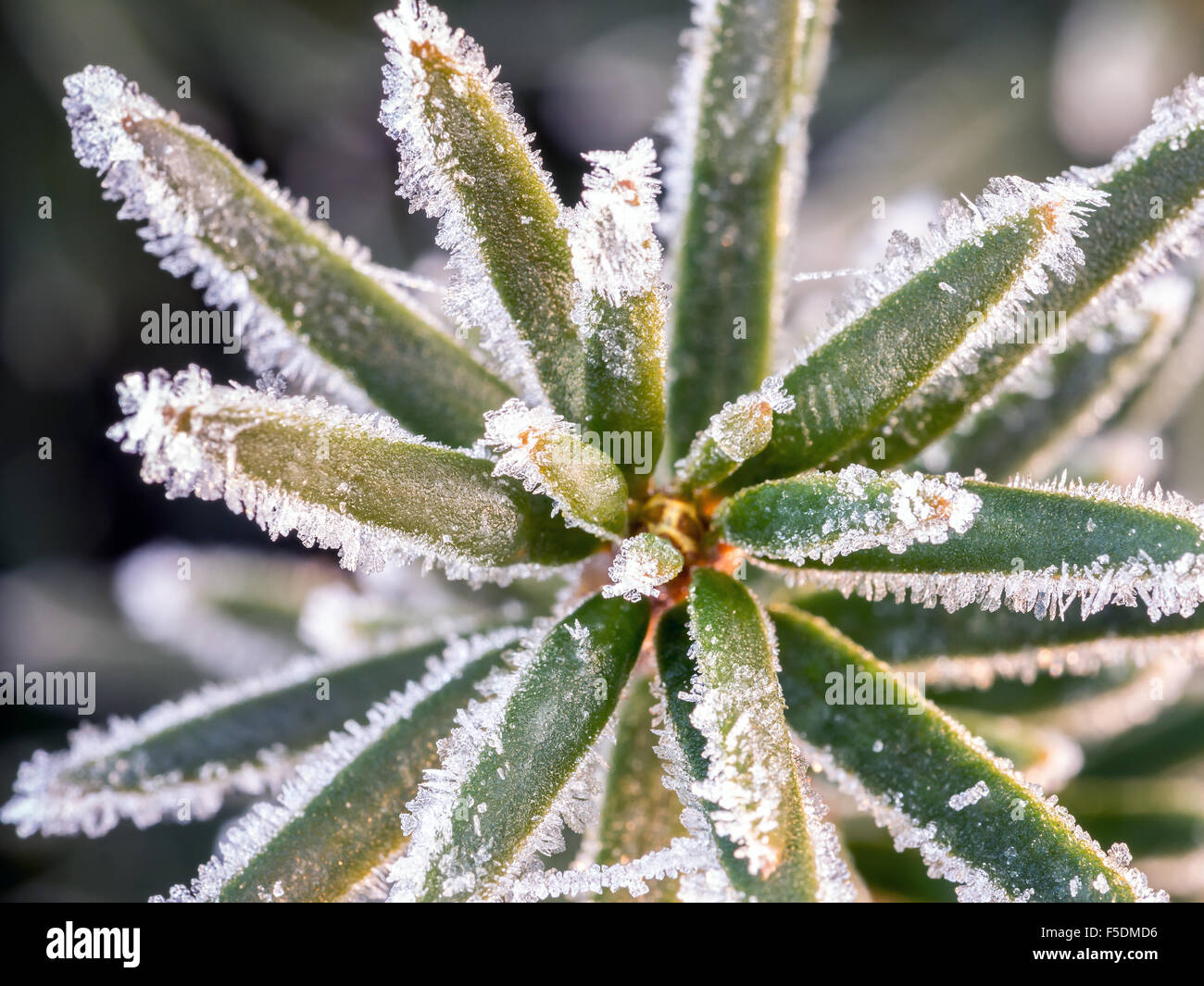 Vista dettagliata del yew aghi ricoperta di brina mattutina Foto Stock