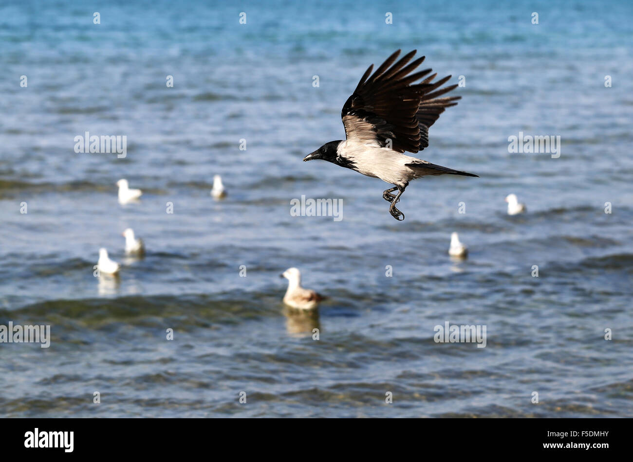 Bella raven volare sopra il mare è fotografato close-up Foto Stock