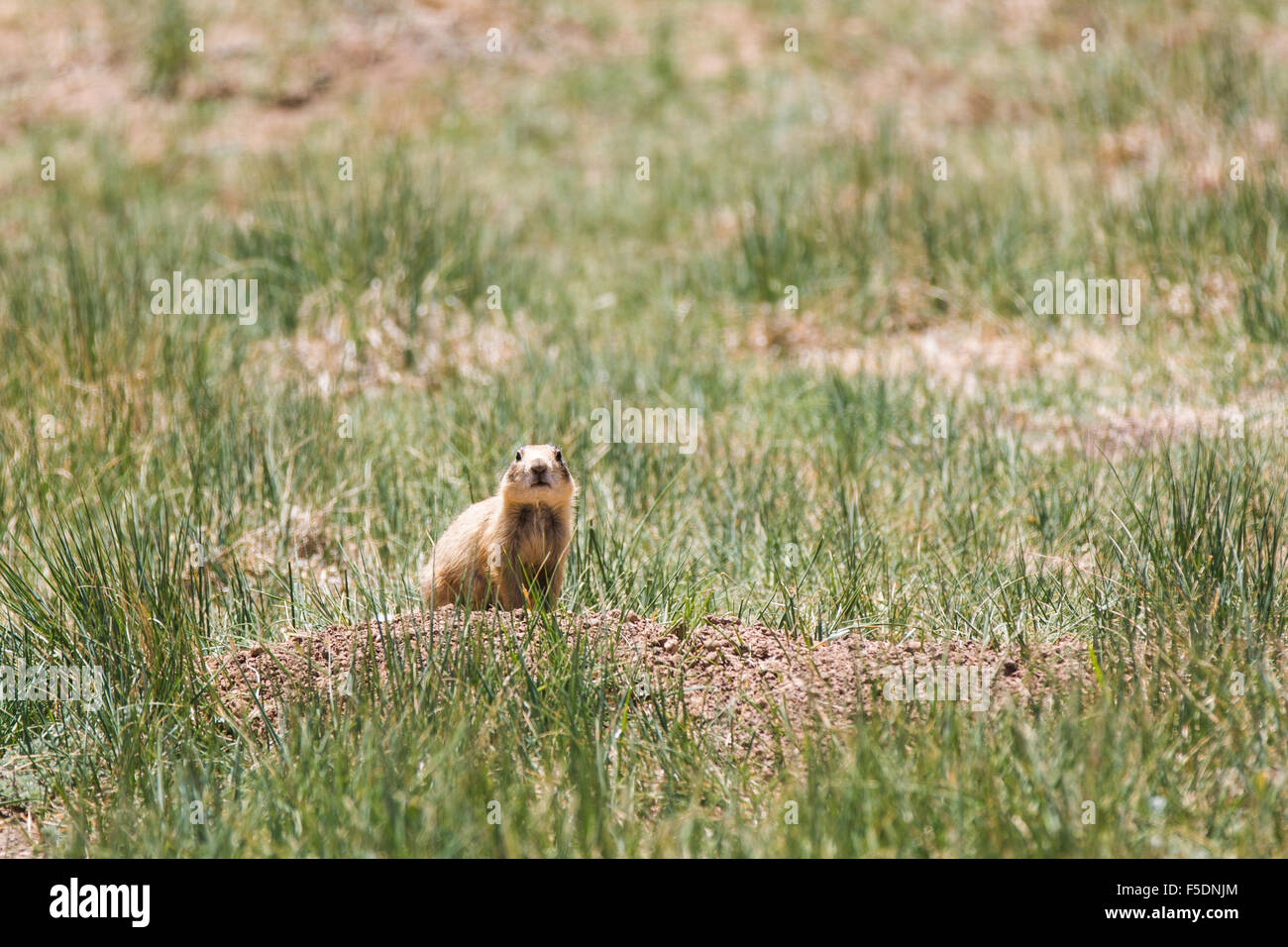 Utah-Präriehund (Cynomys parvidens), Bryce Canyon dello Utah, Stati Uniti d'America, Nordamerika Foto Stock