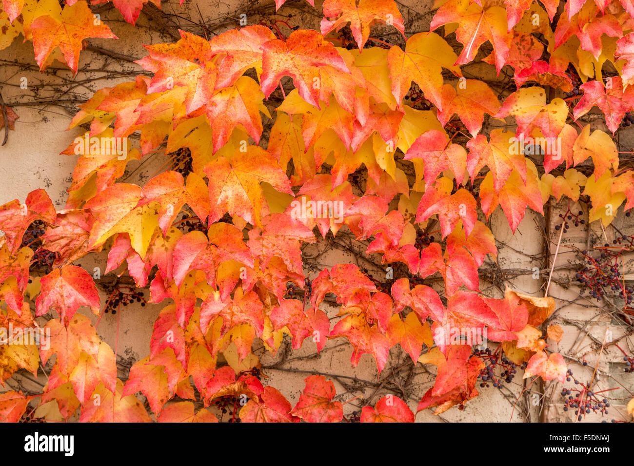 Parete di una vecchia casa coperte con autunno foglie colorate di liana Foto Stock