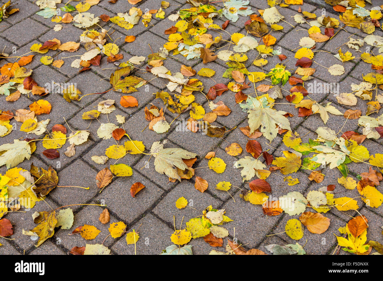 Sfondo colorato di caduto foglie di autunno sul marciapiede. Foto Stock