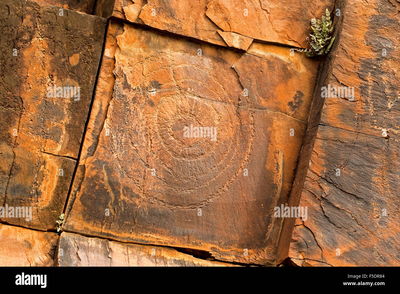 Antica arte rupestre degli Aborigeni incisioni, simboli di riti di iniziazione, su red muri in pietra, in Flinders Ranges in outback Australia Foto Stock