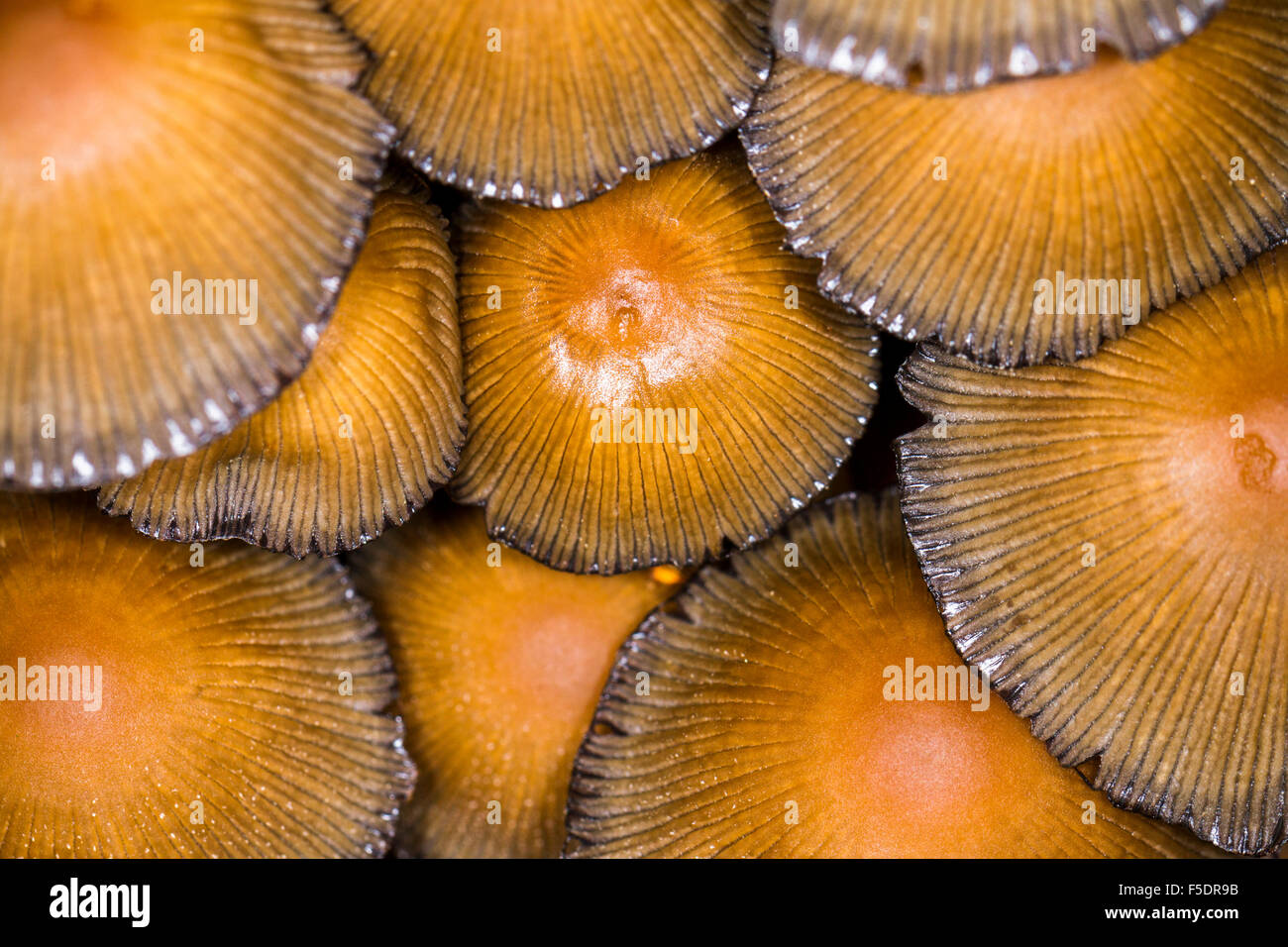 Immagine di panorama delle cime di un cluster di funghi di bosco/fungo pranzo insieme a tenuta stagna Foto Stock