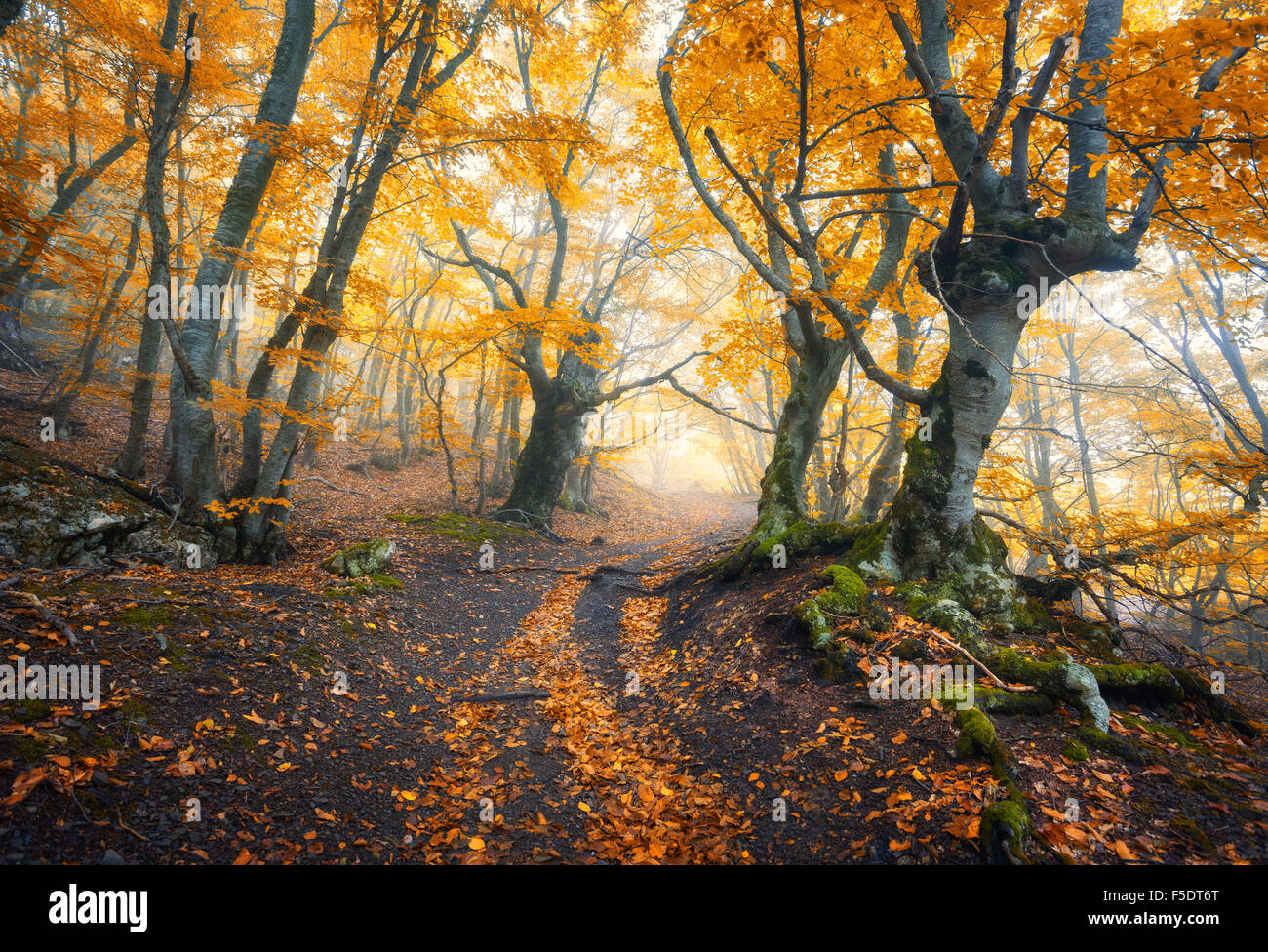 Sentiero attraverso un misterioso vecchio foresta nella nebbia. In autunno la mattina in Crimea. Magica atmosfera. Fairytale Foto Stock