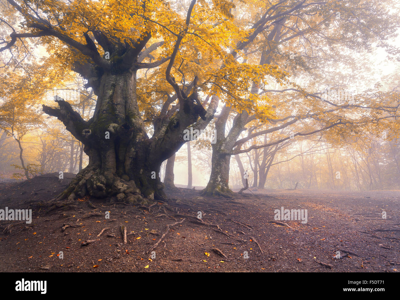 Sentiero attraverso un misterioso vecchio foresta nella nebbia. In autunno la mattina in Crimea. Magica atmosfera. Fairytale Foto Stock