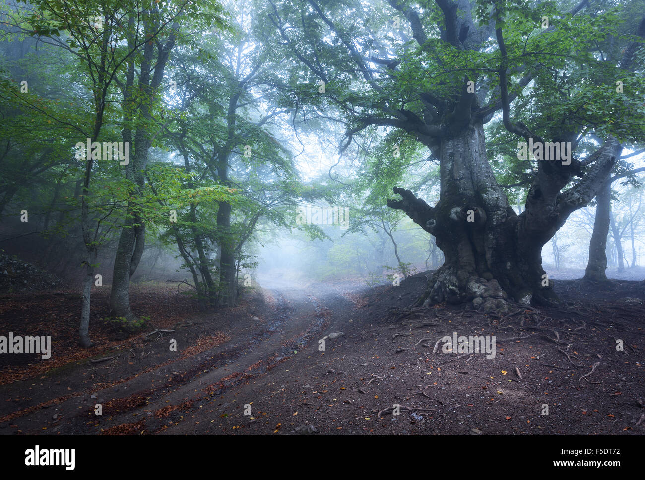 Sentiero attraverso un misterioso vecchio foresta nella nebbia. In autunno la mattina in Crimea. Magica atmosfera. Fairytale Foto Stock