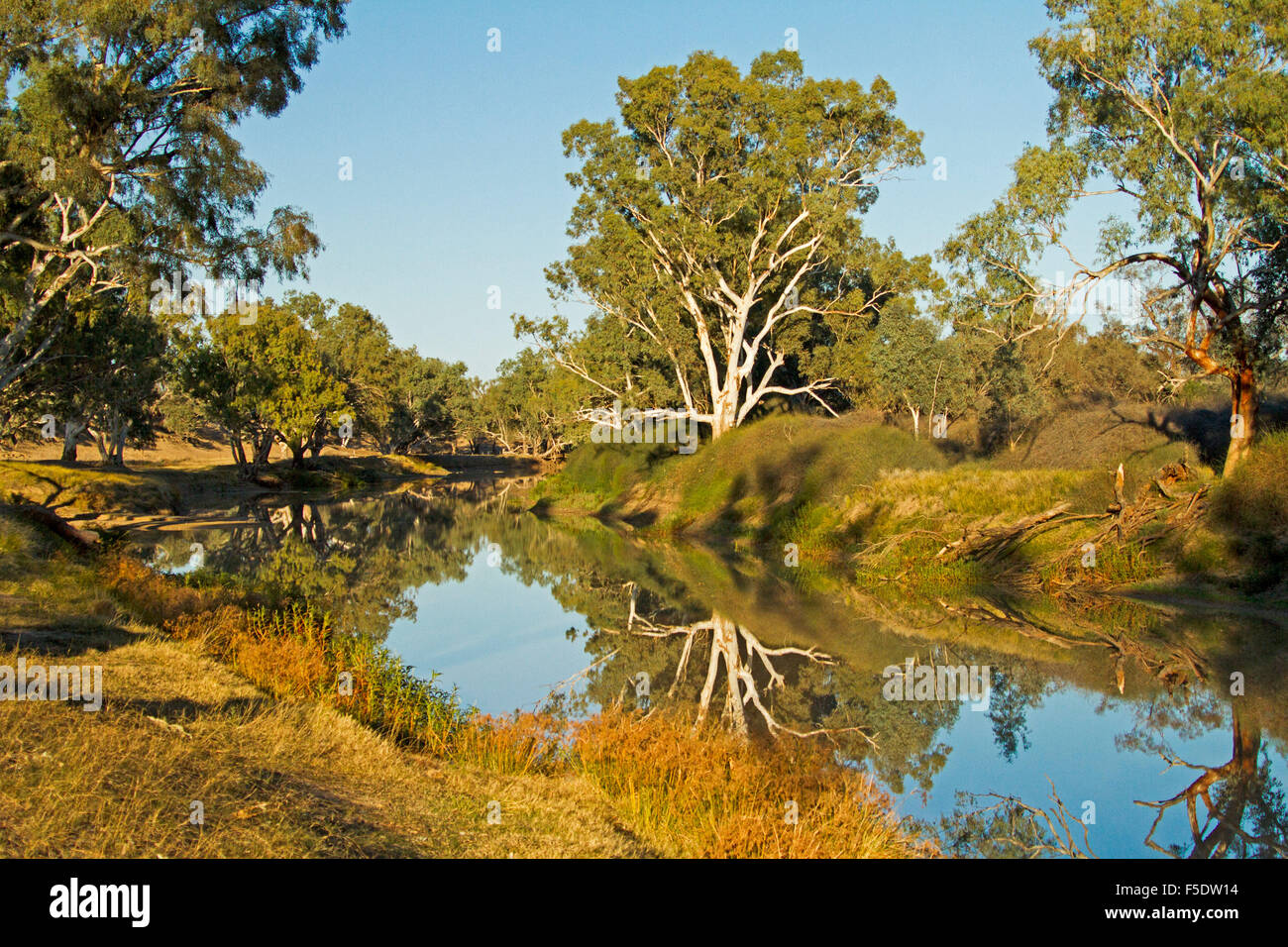 Il pittoresco paesaggio di Cooper Creek con alti alberi di gomma & blue sky riflesso in acque calme di outback fluviale a Innamincka Australia Foto Stock