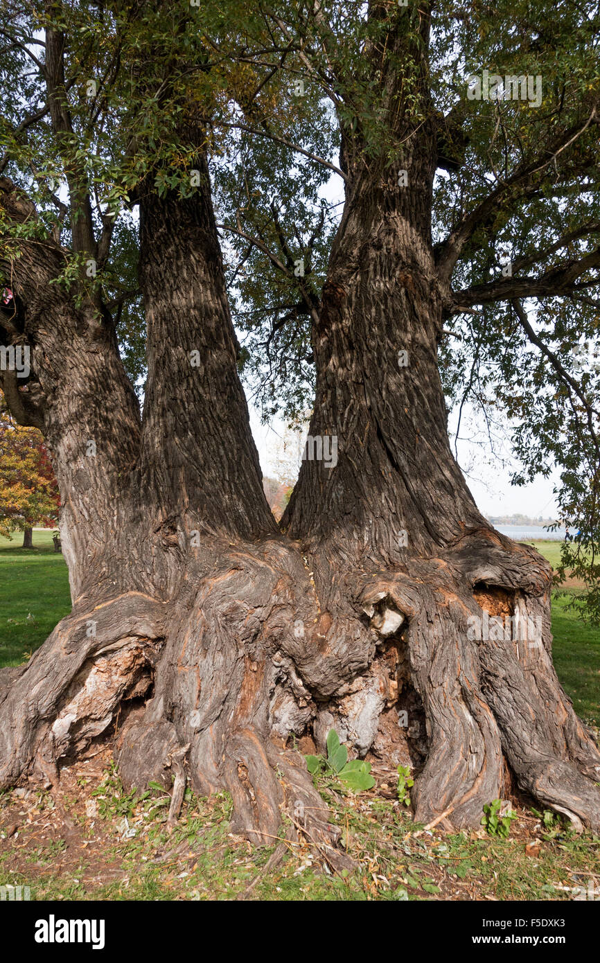 Nodose radici di diversi alberi cresciuti insieme al di sopra del suolo. Minneapolis Minnesota MN USA Foto Stock