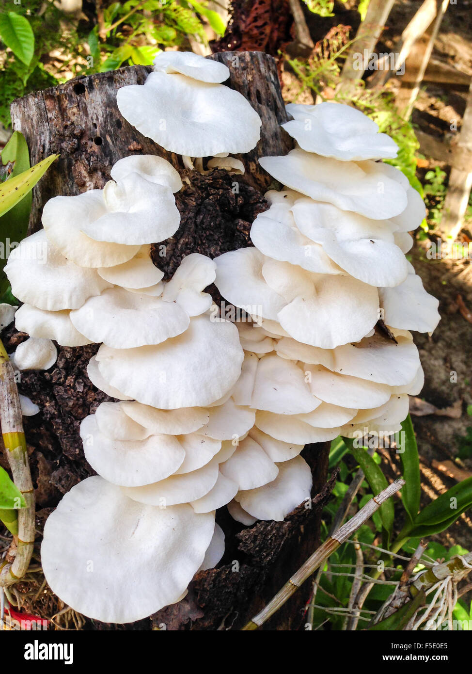 Chiudere fino a forma di fungo presente sul mango tree dopo la pioggia caduta Foto Stock
