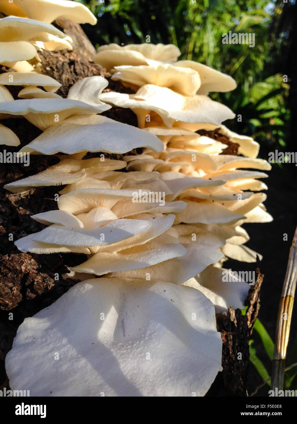 Chiudere fino a forma di fungo presente sul mango tree dopo la pioggia caduta Foto Stock