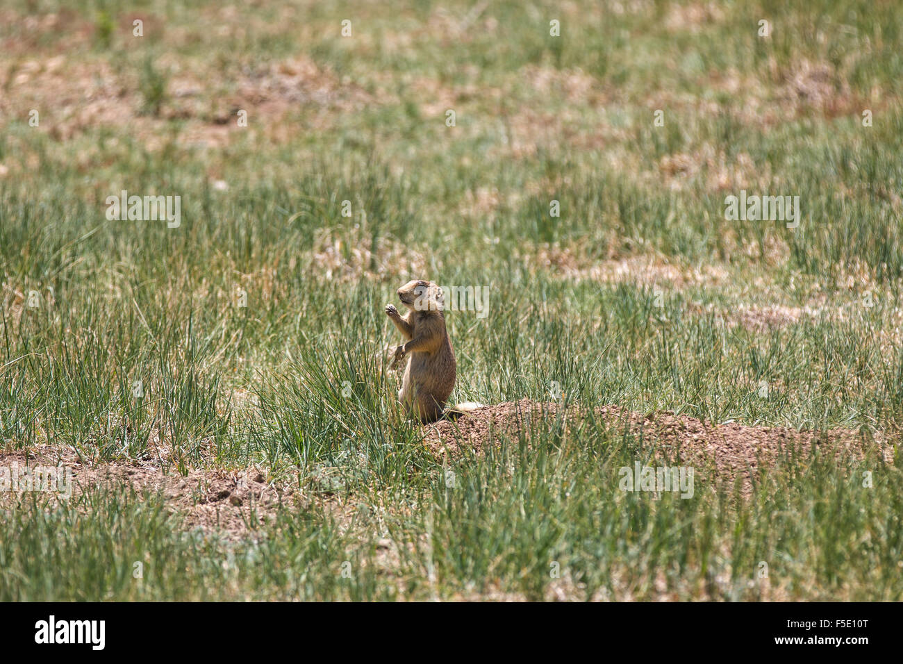 Utah-Präriehund (Cynomys parvidens), Bryce Canyon dello Utah, Stati Uniti d'America, Nordamerika Foto Stock