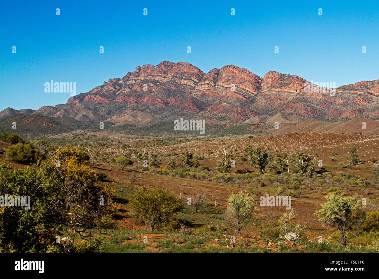 Lo straordinario paesaggio con red picchi rocciosi e ampia valle sotto il cielo blu in Flinders Ranges National Park, outback Australia del Sud Foto Stock