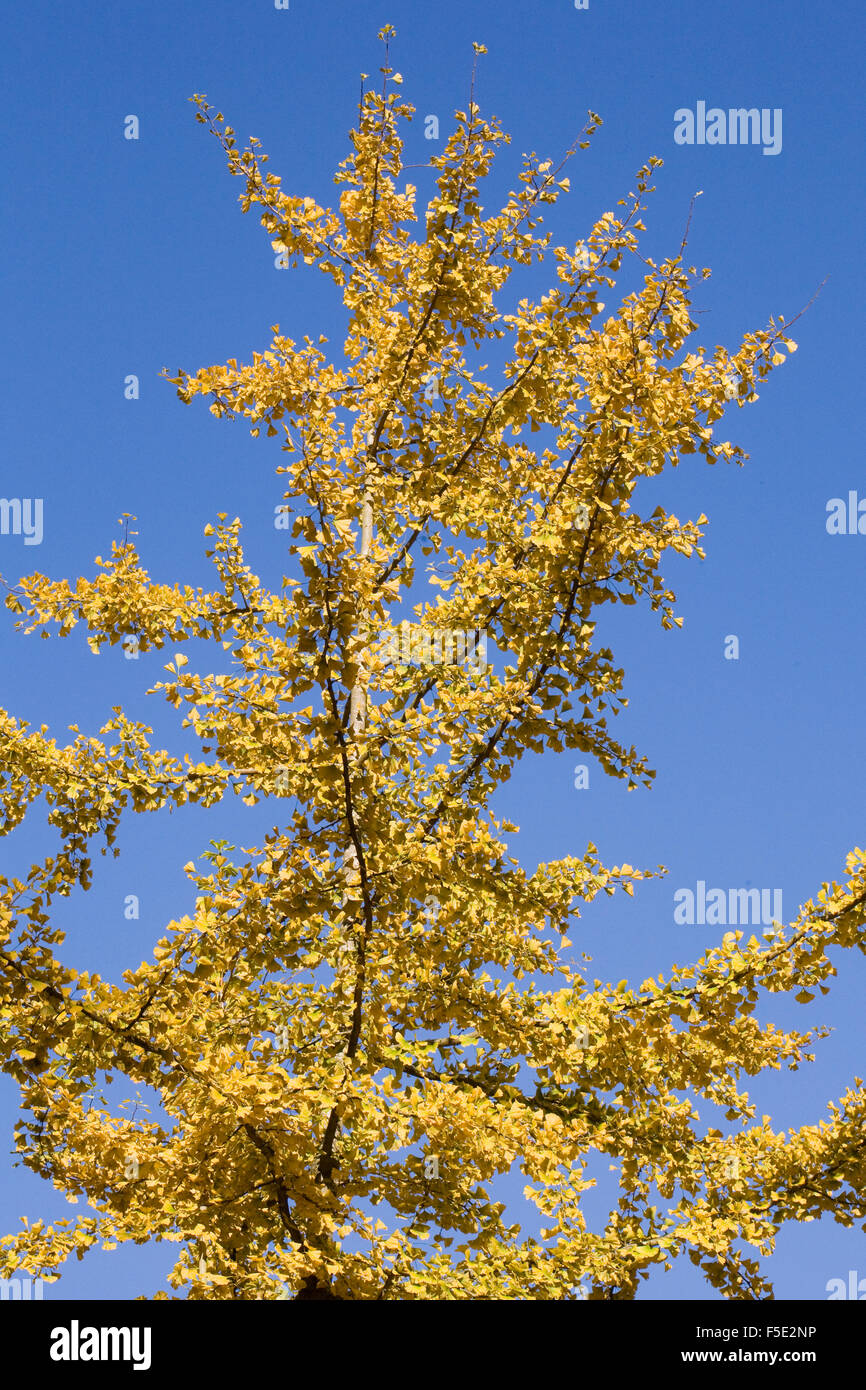 Il Ginkgo biloba Albero in autunno. Foto Stock