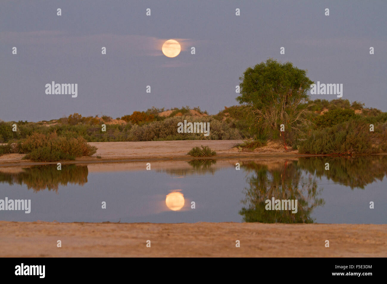 Full Moon Rising nel cielo blu scuro al tramonto riflesso nelle calme acque della piscina presso Montecollina foro artesiano, outback Australia Foto Stock
